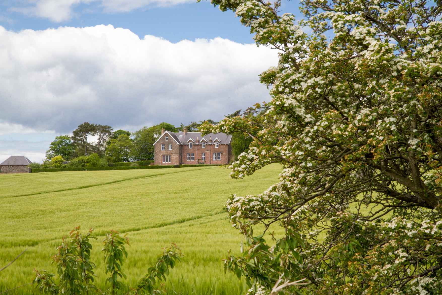 Whitehouse Country House seen across a barley field with hawthorn blossom in the foreground